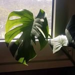 Monstera deliciosa - Imagen 2