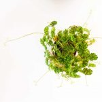 Begonia rizomatosa 1 - Imagen 2