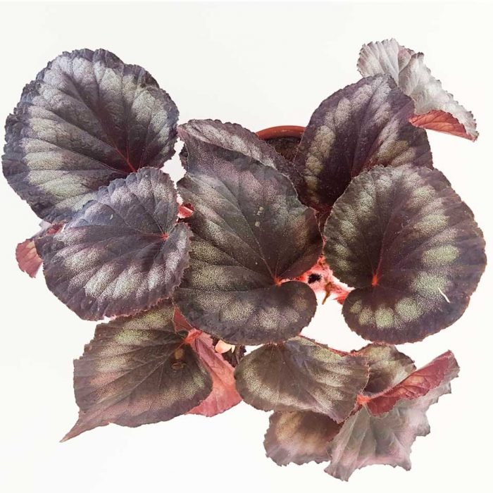 Begonia rex 3 - Imagen 4