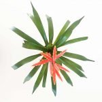Vriesea elan - Imagen 3