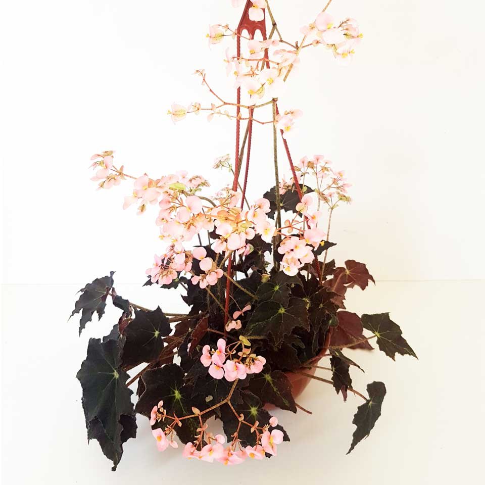 Begonia rizomatosa «Black Beauty» – Tu planta interior