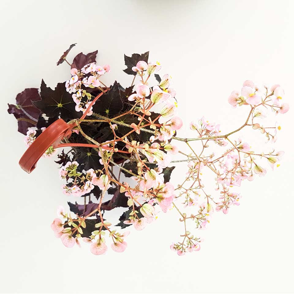 Begonia rizomatosa «Black Beauty» – Tu planta interior