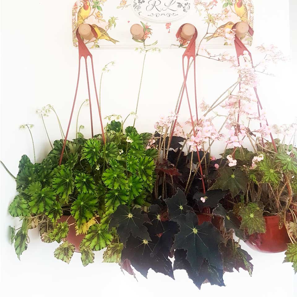 Begonia rex – Tu planta interior