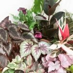 Begonia rex "Maui mist" - Imagen 2