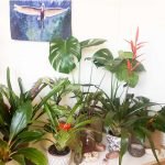 Vriesea elan - Imagen 2