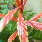 Vriesea elan - Imagen 4