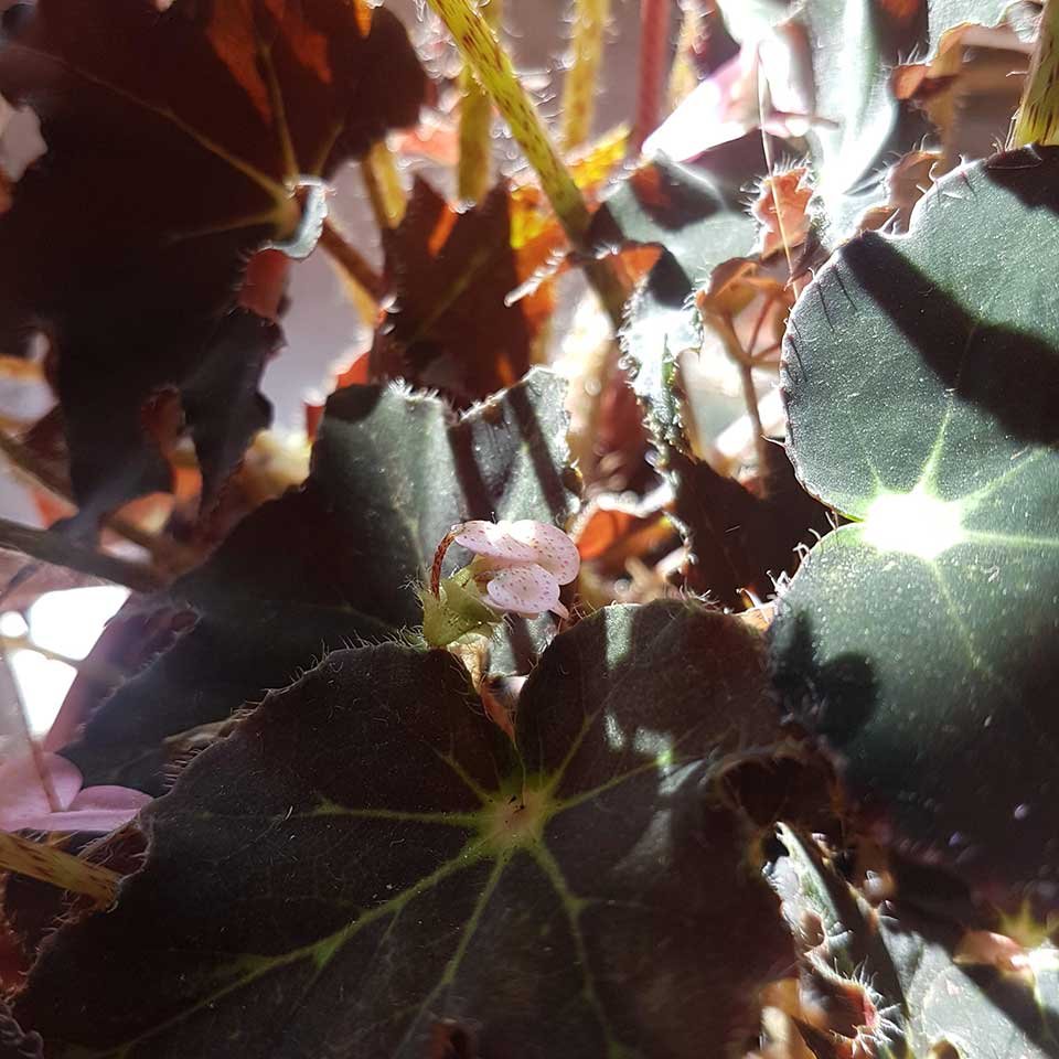 Begonia rizomatosa «Black Beauty» – Tu planta interior