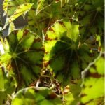 Begonia rizomatosa 1 - Imagen 3