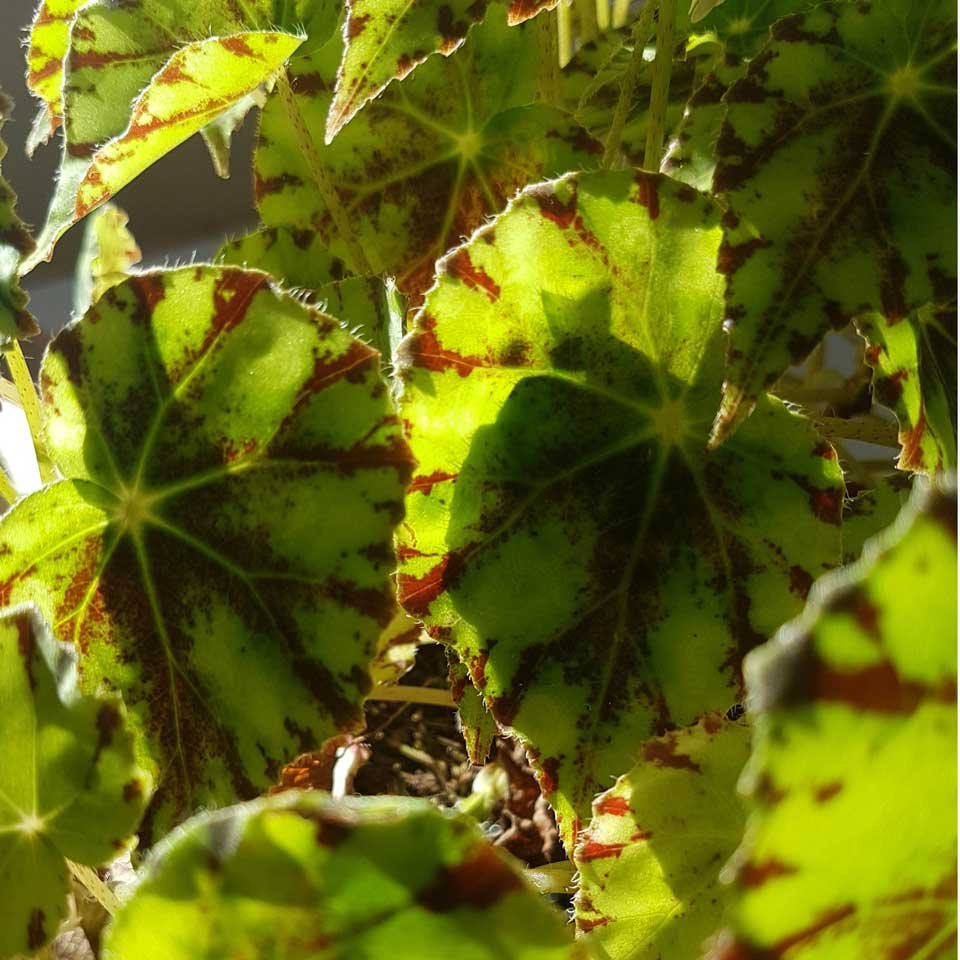 Begonia rex – Tu planta interior