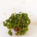 Begonia rizomatosa 1