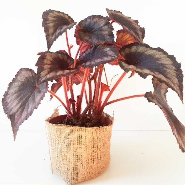 Begonia rex 3