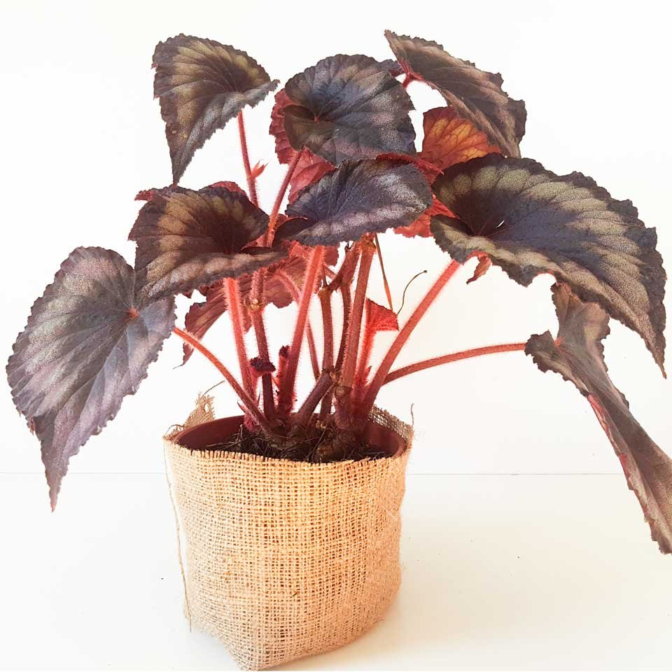 Begonia rex 3 – Tu planta interior