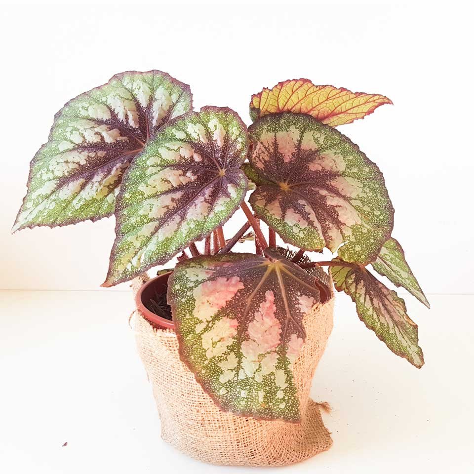 Begonia rex 2 – Tu planta interior