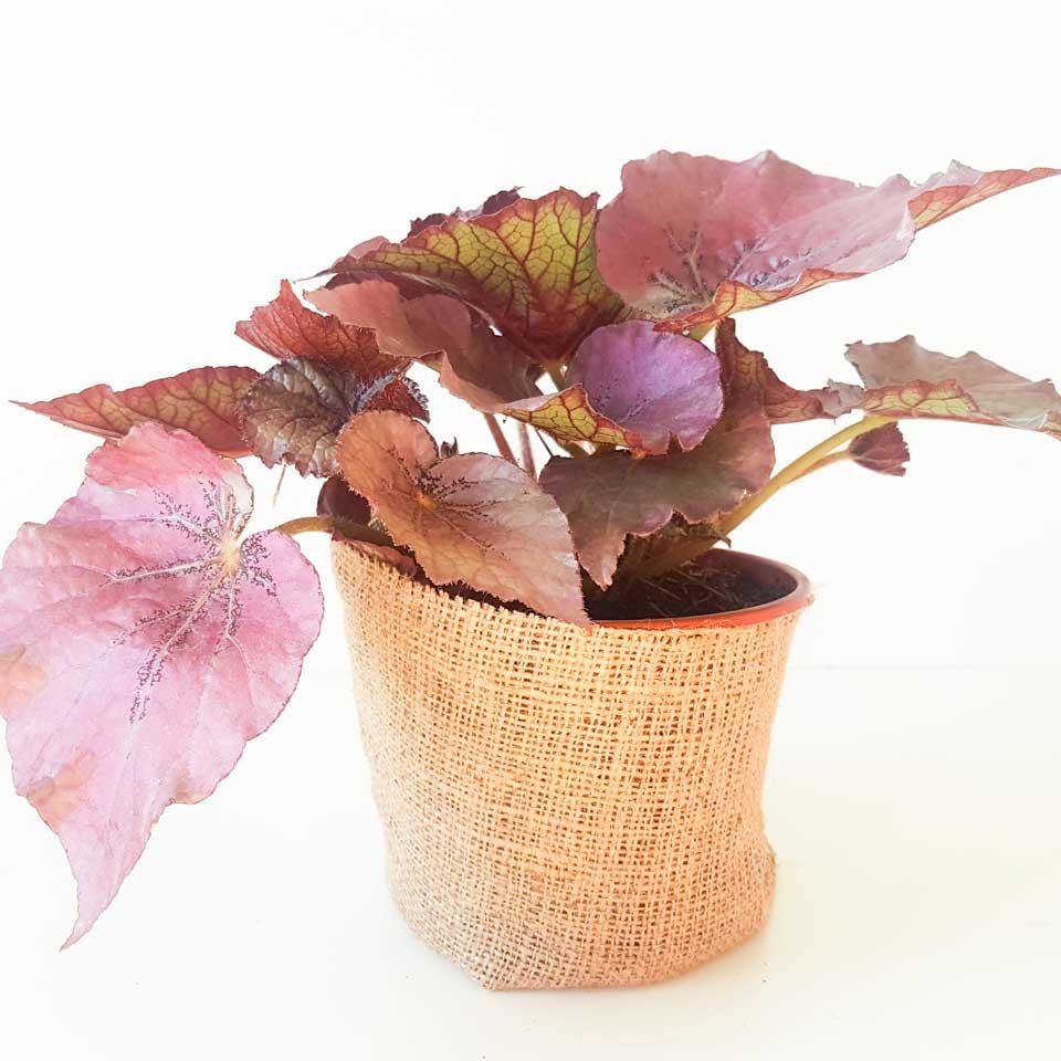 Begonia rex 1 – Tu planta interior