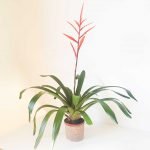 Vriesea elan