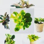Peperomia clusiifolia 'Jelly' - Imagen 2