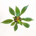 Chlorophytum orchidastrum (Fire Flash) - Imagen 4