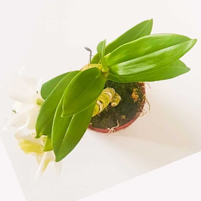 Dendrobium nobile 1 - Imagen 2