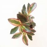 Peperomia clusiifolia 'Jelly' - Imagen 3