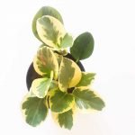 Peperomia obtusifolia 'Variegata' - Imagen 3