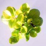 Peperomia magnoliaefolia - Imagen 3