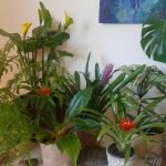 Chlorophytum orchidastrum (Fire Flash) - Imagen 3