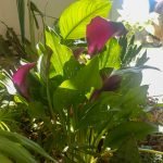 Calas de colores