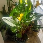 Calas de colores - Imagen 3