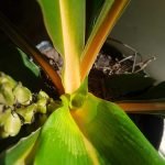 Chlorophytum orchidastrum (Fire Flash) - Imagen 2