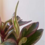 Peperomia clusiifolia 'Jelly' - Imagen 4