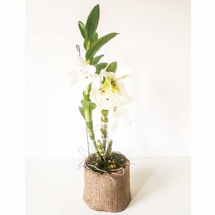 Dendrobium nobile 1