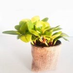 Peperomia magnoliaefolia - Imagen 4
