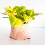 Peperomia magnoliaefolia