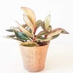 Peperomia clusiifolia 'Jelly'