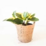 Peperomia obtusifolia 'Variegata'