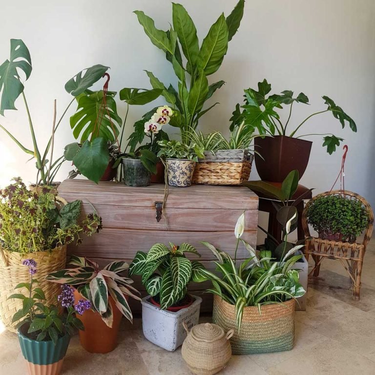 Filodendro misionero – Tu planta interior