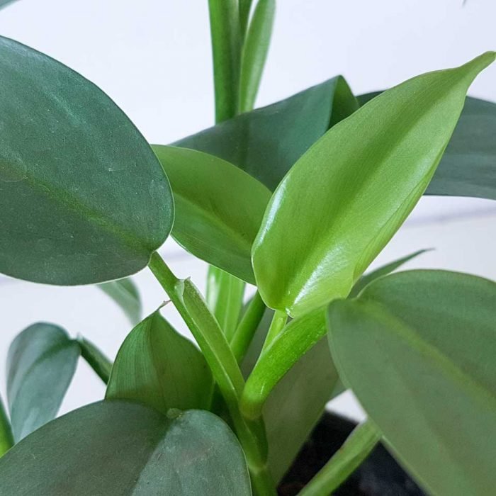 Philodendron silver - Imagen 4