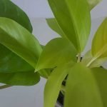 Philodendon lemon lime - Imagen 3