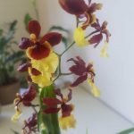 Oncidium - Imagen 2