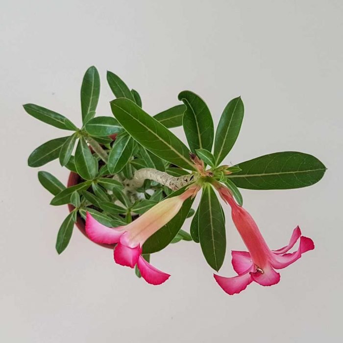 Rosa del desierto - Imagen 3