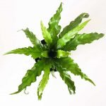 Asplenium osaka - Imagen 2