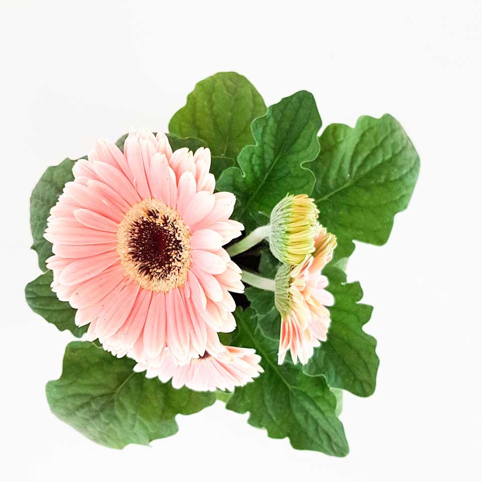 Gerbera – Tu planta interior