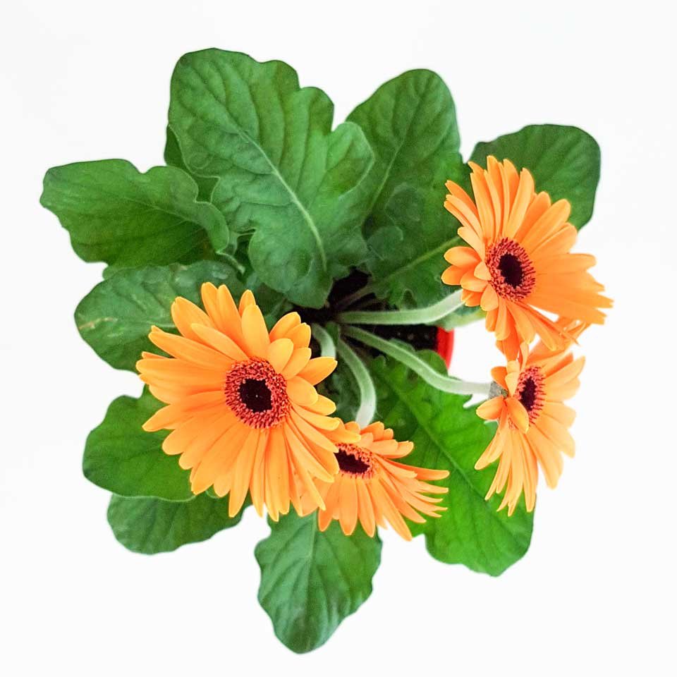 Gerbera – Tu planta interior