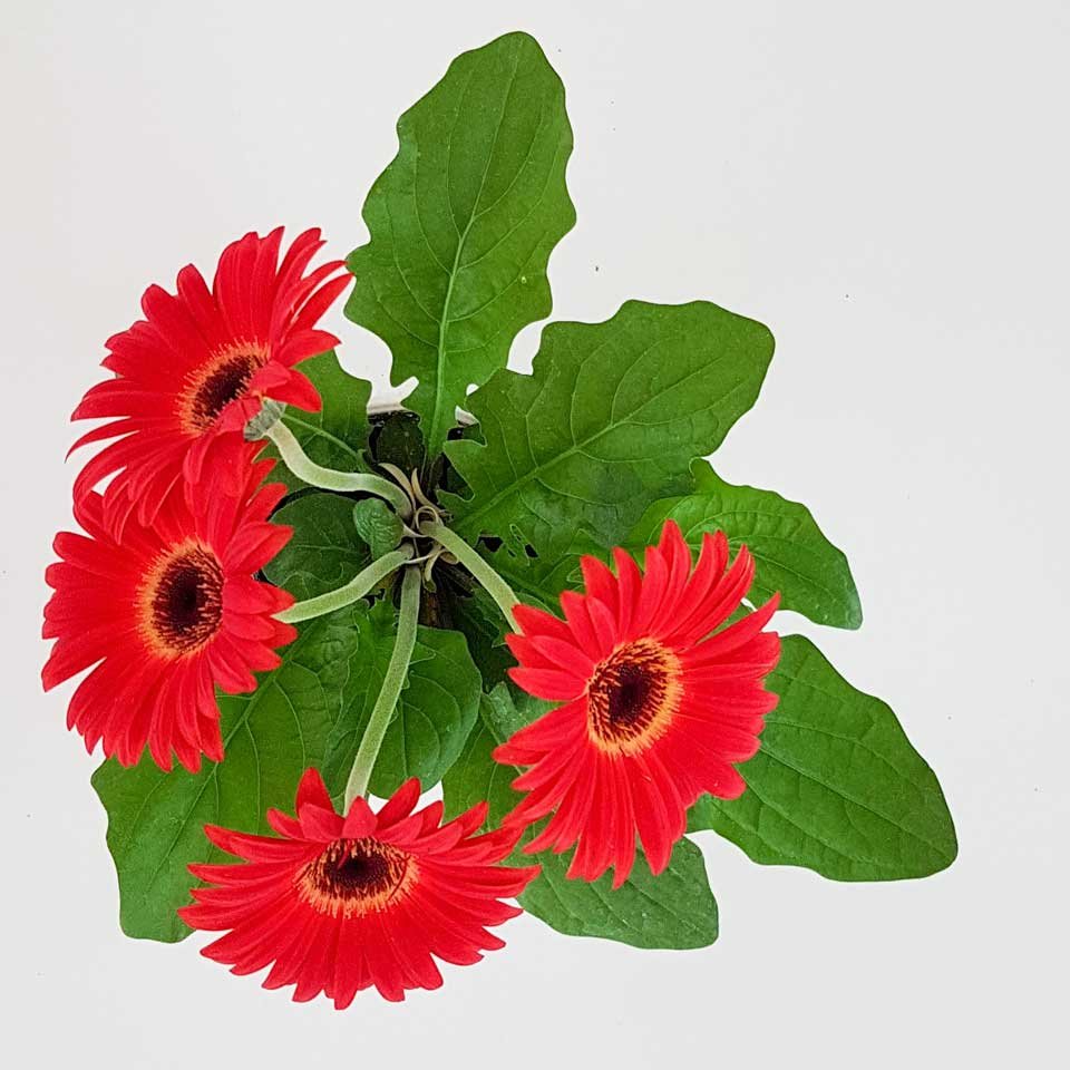 Gerbera – Tu planta interior