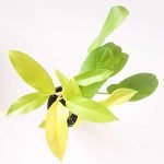 Philodendon lemon lime