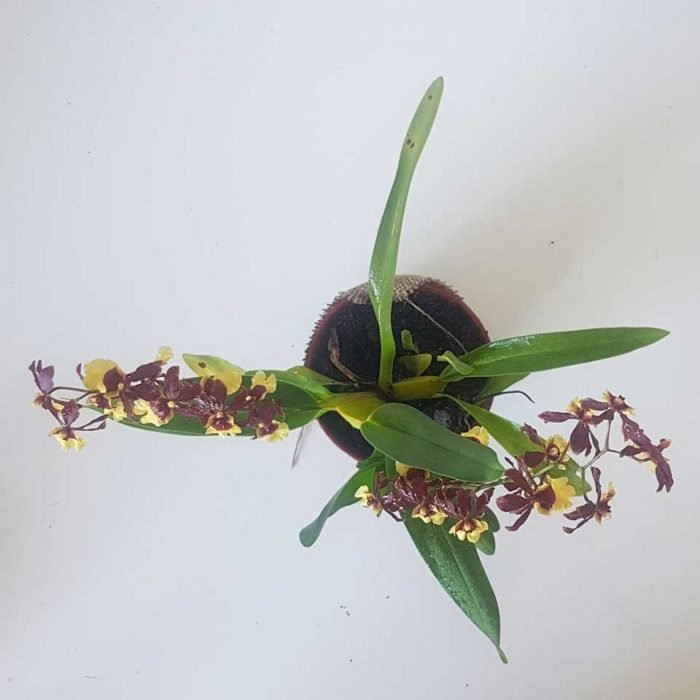Oncidium - Imagen 4