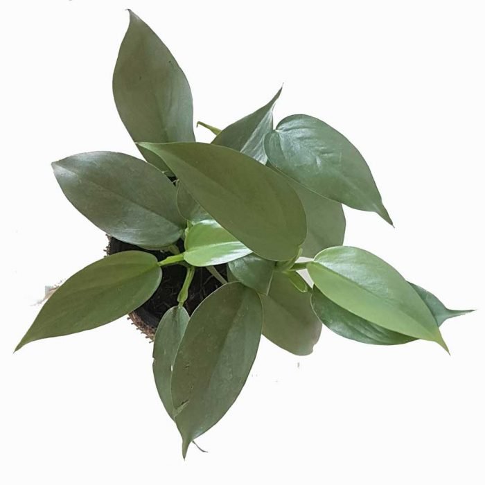 Philodendron silver