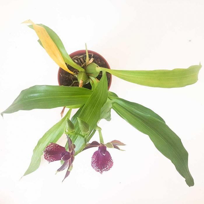 Zygopetalum - Imagen 2