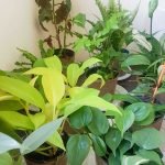 Philodendon lemon lime - Imagen 4