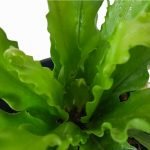 Asplenium osaka